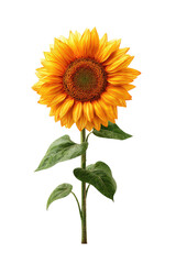 Obraz premium Vibrant sunflower, detailed illustration, bright yellow petals, dark center, green leaves, standing tall