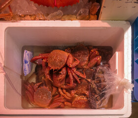 Live Japanese horsehair crabs, a delicacy known as kegani, are kept fresh in a water-filled...