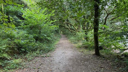 Burrator quiet path in the forrest 2025 