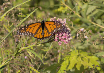 Monarch Butterfly on Pink Wildflowers