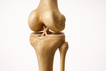 Knee Joint Anatomy Illustration: Bones and Ligaments Depicted, Anatomy Illustration