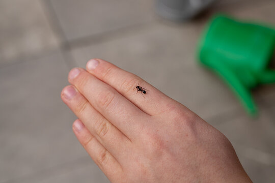 Messor Barbarus ant on the hand of a teenager.