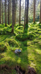 Fototapety na wymiar - Fototapeta24.pl