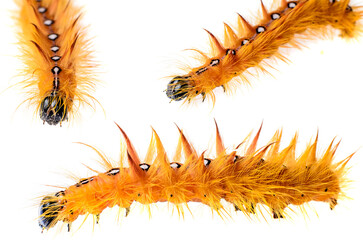 Three hairy yellow caterpillars crawling in different directions on white background showing macro insect detail for wildlife and entomology concepts