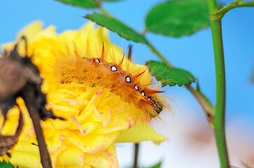 Hairy yellow caterpillar crawling on surface showing macro insect detail for wildlife, garden, and natural biodiversity concepts