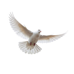 Fototapeta premium Dove in flight isolated on transparent background
