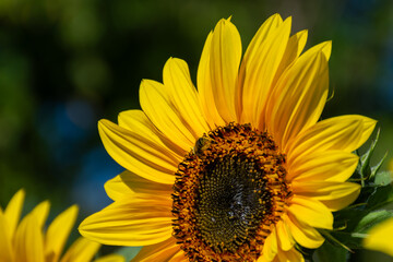 Obraz premium sunflower in the garden