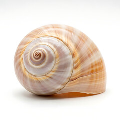 Obraz premium Closeup of a spiral seashell isolated on white background