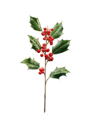 Close-up of holly branch with berries