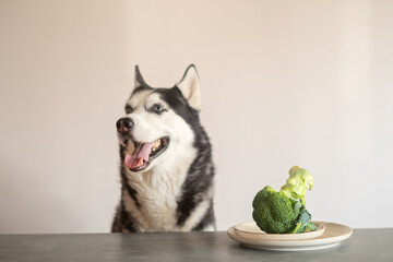Creative image of a dog with broccoli on the table, illustrating themes of diet, nutrition choice, wellness, and modern food trends
