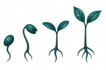 Plant growth stages progressing from germinating seed to mature plant with verdant foliage, displayed transparently against clean background