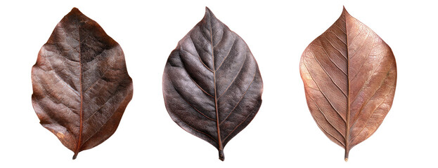 Three brown, dried leaves