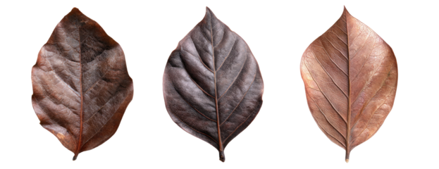 Three brown, dried leaves