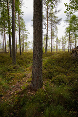 Pine forest views at the edge of the bog in Finland.