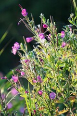 purple flower in the garden