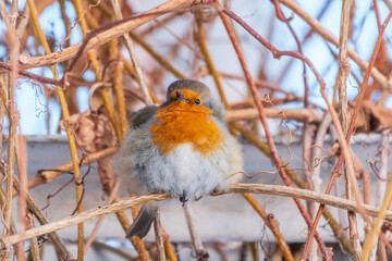 Cute bird the European Robin, Erithacus rubecula. sitting on the tree branch in winter.