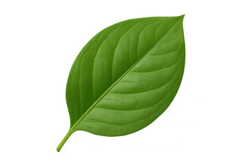 Obraz premium Green leaf with prominent veins isolated on a transparent background, perfect for nature-themed designs