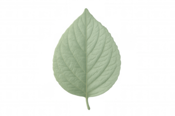 Green leaf against transparent backdrop, revealing detailed venation and subtle surface patterns