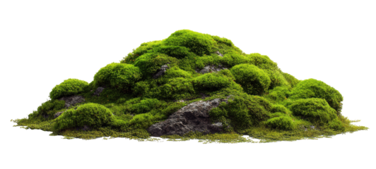 Lush green moss mound on rocks