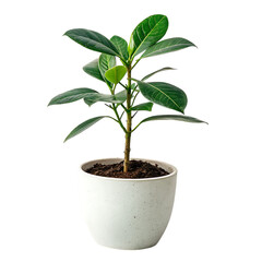 Fototapeta premium Potted Ficus plant with green leaves potted plant houseplant