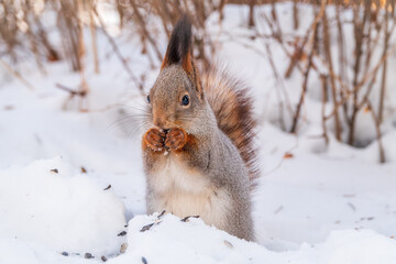 Portrait of a squirrel in winter on white snow background