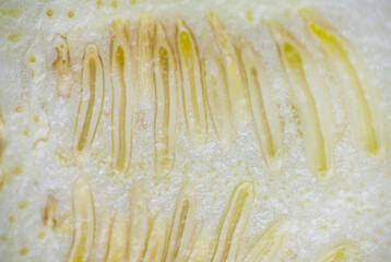 Close up of Yellow Squash Cut in Middle
