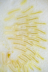 Close up of Yellow Squash Cut in Middle