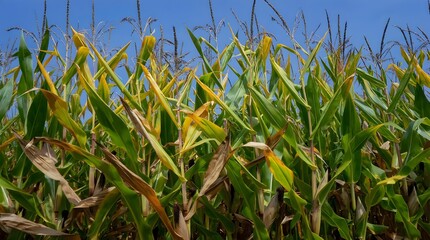 Cornfield with a bumper harvest