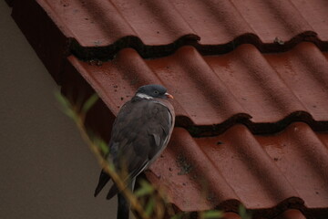 Portrait pigeon