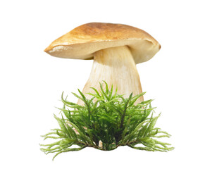 boletus mushroom in moss isolated on transparent background
