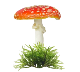 close up of red fly agaric mushroom isolated on transparent background © Nitr