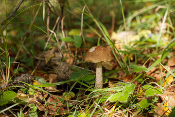 A mushroom growing in a wooded area. Edible mushroom. Beauty of nature.