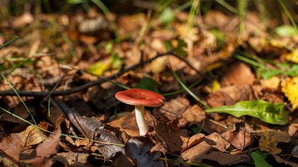 Russule. Photo of a mushroom growing in the forest. Nature.