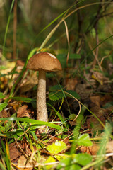 A mushroom growing in a wooded area. Edible mushroom. Beauty of nature.