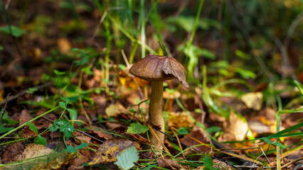 A mushroom growing in a wooded area. Edible mushroom. Beauty of nature.