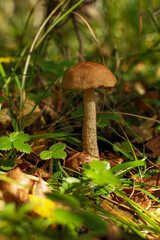 A mushroom growing in a wooded area. Edible mushroom. Beauty of nature.