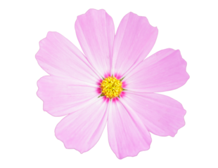close up of pink cosmos flower isolated on transparent background