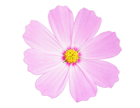 close up of pink cosmos flower isolated on transparent background - Powered by Adobe
