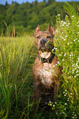 A Staffordshire Terrier dog in a field in the grass in summer. Portrait