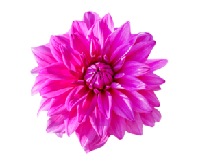 close up of pink dahlia flower isolated on transparent background