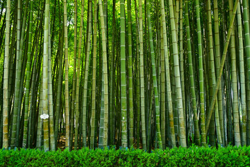 Fototapeta premium Bamboo forest in the park, Batumi