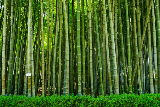 Bamboo forest in the park, Batumi