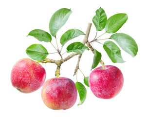 branch of fresh ripe apples with leaves isolated on transparent background