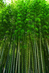 Fototapeta premium Bamboo forest in the park, Batumi