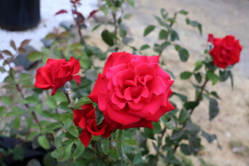 rose in the garden