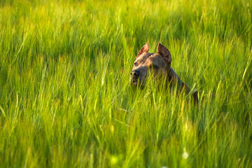 A Staffordshire Terrier dog in a field in the grass in summer.