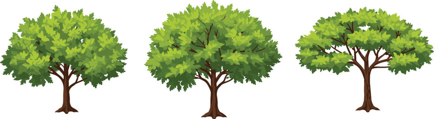 Obraz premium Green leafy tree clipart illustration, nature oak foliage, summer forest landscape plant, eco natural tree design vector isolated artwork