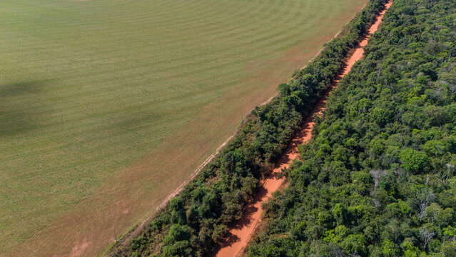 Huge soybean crop in a deforested area of ​​the Amazon rainforest in Mato Grosso, Brazil. Deforestation for agriculture farms bordering the Xingu Indigenous Park. Concept of environment, ecology.