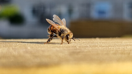 Honeybee eating off from a fresh plank of pine wood at closeup with shallow dept of field in natural daylight