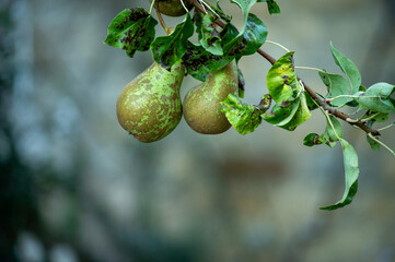 Close-up of ripe pears hanging on a branch in an orchard. High quality photo